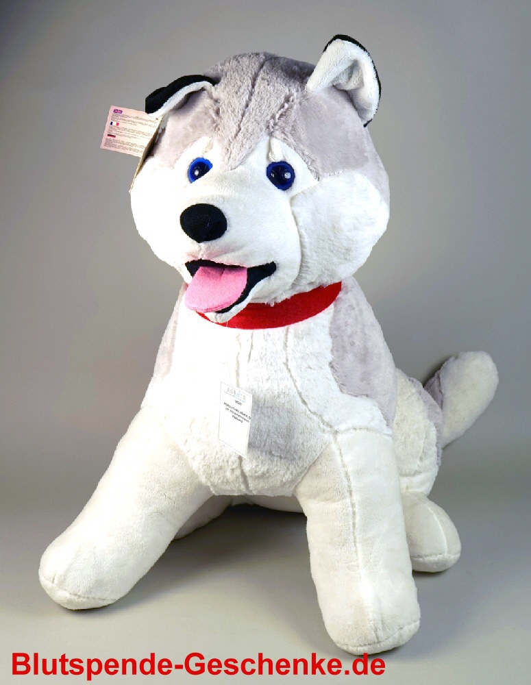 Blutspendegeschenk Plüsch-husky 60 cm